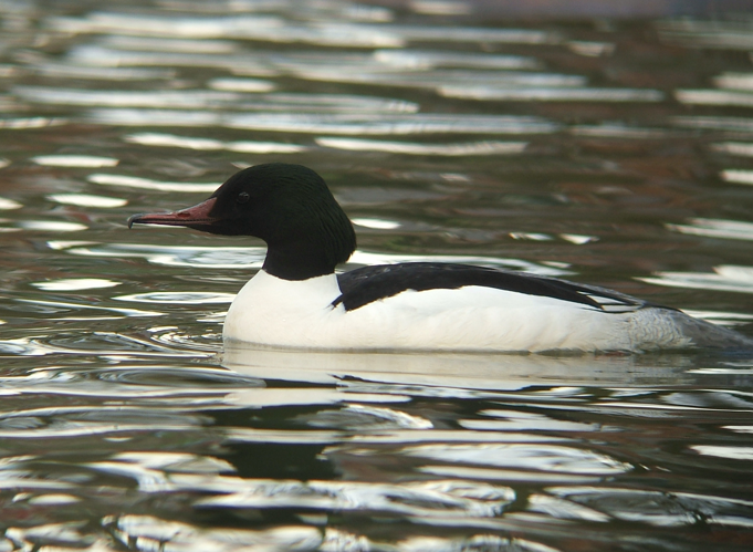 Mergus merganser m.jpg © Jesmond Dene, Newcastle, Northumberland, UK