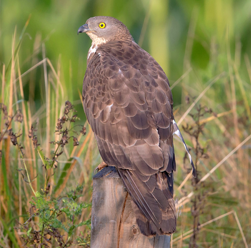 Wespenbussard European honey buzzard Pernis apivorus, crop.jpg © Andreas Trepte