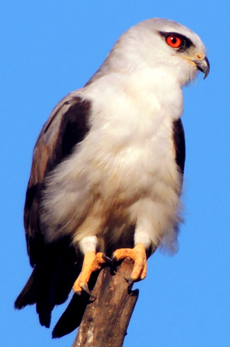 Black-Winged Kite Elanus caeruleus.jpg © Shantanu Kuveskar