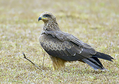 2007-black-kite.jpg © Yathin S Krishnappa