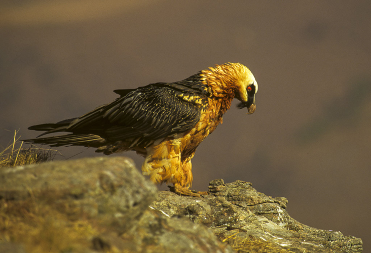 Bearded Vulture - Giant Castle 010001 (15280863060).jpg © Francesco Veronesi from Italy