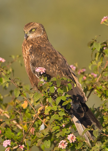 Western Marsh Harrier- Bangalore, India.jpg © Subramanya CK