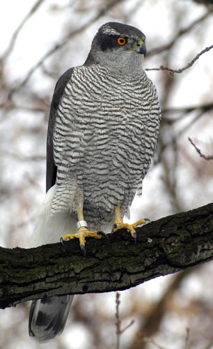 Northern Goshawk ad M2.jpg © Norbert Kenntner, Berlin