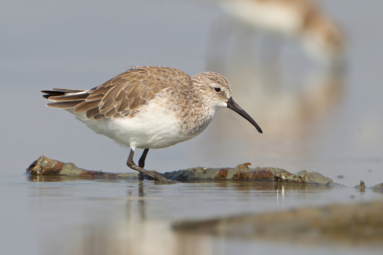 Calidris ferruginea, winter adult, Pak Thale.jpg © JJ Harrison (https://www.jjharrison.com.au/)
