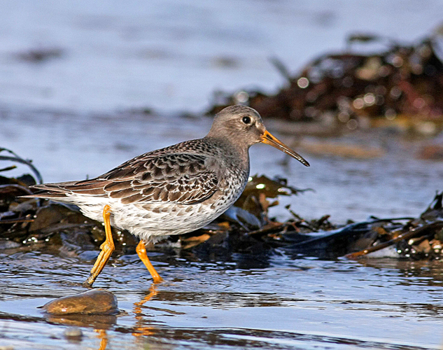 Purple Sandpiper 2008-02-24 Northumberland.jpg © Myosotis Scorpioides
