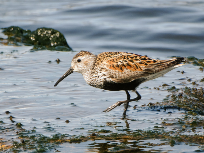 Calidris alpina alpina, Riga, Latvia 1.jpg © Jevgenijs Slihto from Riga, Latvia