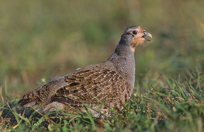 Perdix perdix (Marek Szczepanek).jpg © Archaeodontosaurus