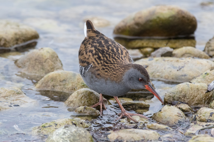Wasserralle Bodensee.jpg © JoachimKohlerBremen