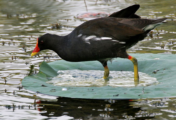 Common Moorhen (Gallinula chloropus) in a Nelumbo nucifera (Indian Lotus) pond W IMG 8779.jpg © J.M.Garg
