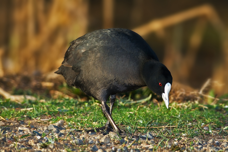 Eurasian Coot.jpg © Noodle snacks