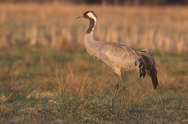 Grus grus 1 (Marek Szczepanek).jpg © Marek Szczepanek