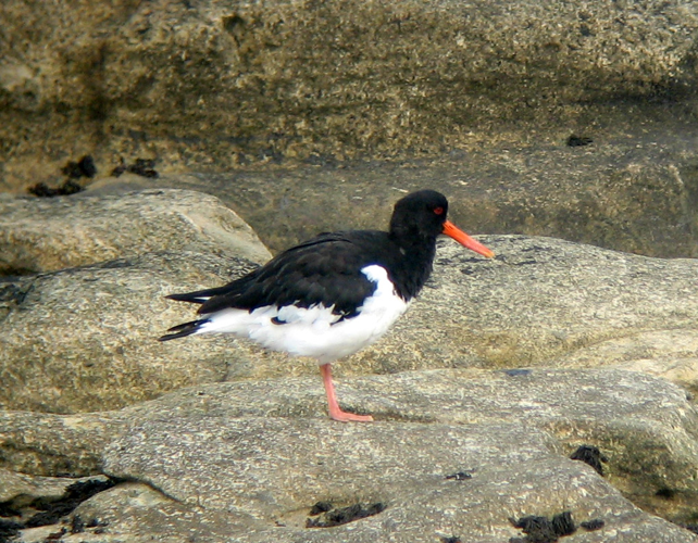Haematopus ostralegus0.jpg © No machine-readable author provided. MPF assumed (based on copyright claims).