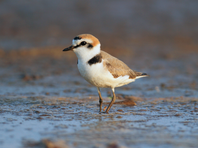 Kentish Plover Charadrius alexandrinus, India.jpg © Original: Davidvraju, edit: MPF