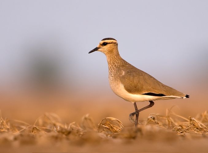 SociablePlover.jpg © Cks3976
