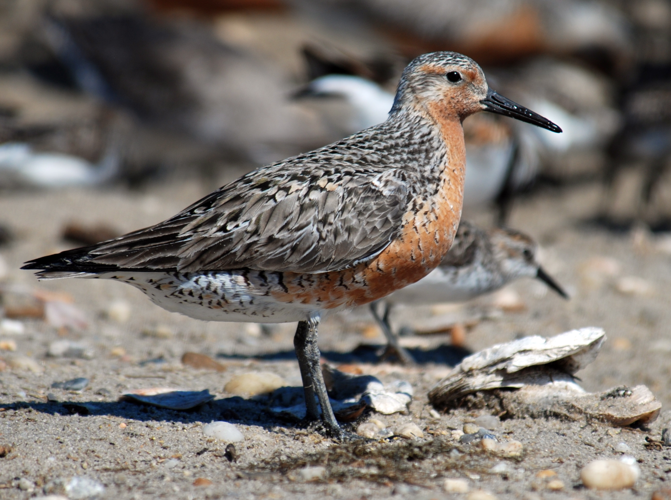 Red knot Delaware.jpg © Gregory Breese/U. S. Fish and Wildlife Service; posted to Flickr by U.S. Fish and Wildlife Service Northeast Region