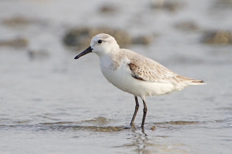 Calidris alba - Laem Phak Bia.jpg © JJ Harrison (https://www.jjharrison.com.au/)