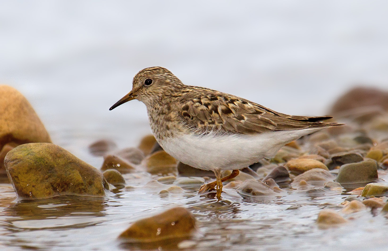 Temmincks Stint.jpg © Andreas Trepte