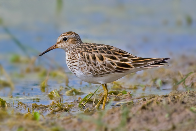 Pectoral Sandpiper3.jpg © Andreas Trepte