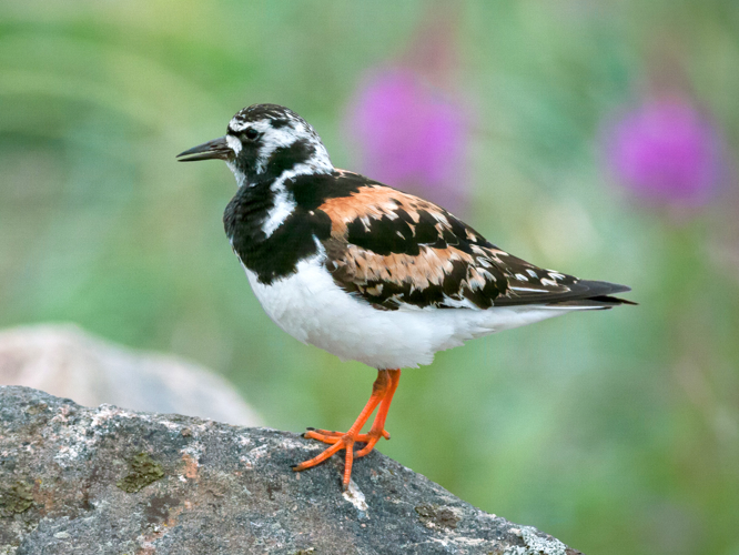 Ruddy Turnstone (1).jpg © Original: neekoh.fi; this edit: MPF