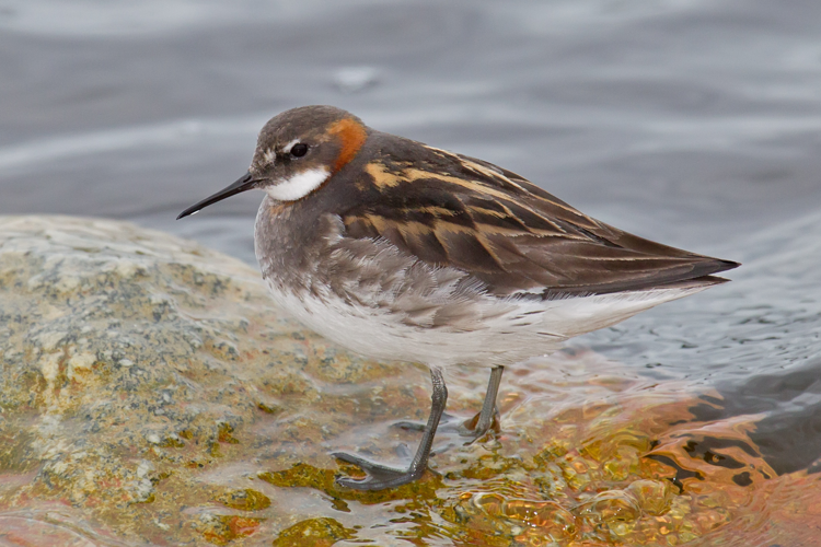 Red-necked Phalarope.jpg © Andreas Trepte