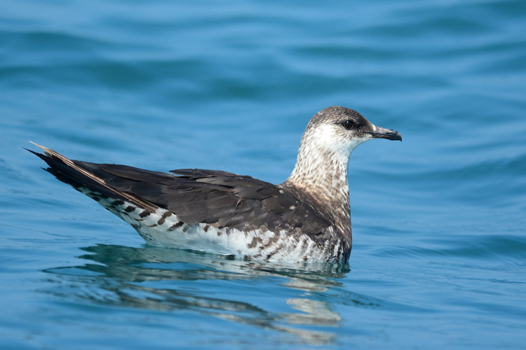 Arctic Skua 1.jpg © Jinesh PS