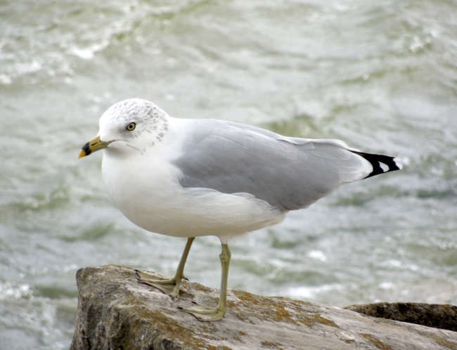 Larus delawarensis -Lake Erie, Ohio, USA -adult non-breeding-8.jpg © Robert & Pam from McClure