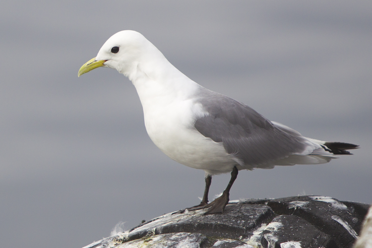 Rissa tridactyla (Vardø, 2012).jpg © Yathin S Krishnappa
