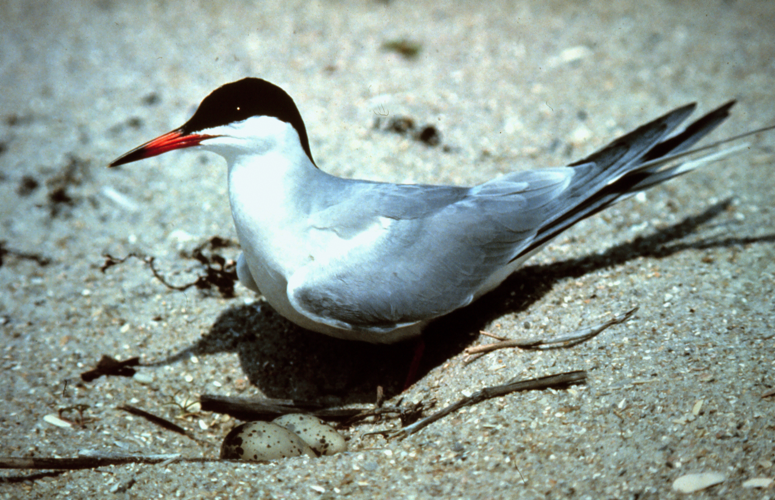Sterna hirundo.jpg © USGov
