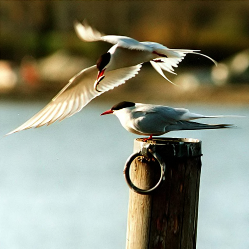 Arctic terns.jpg © Toivo Toivanen & Tiina Toppila