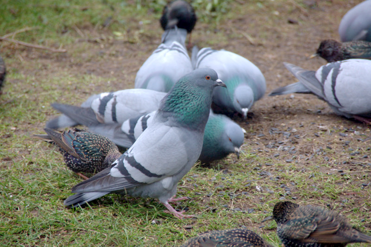 Columba livia Baltasound Shetland 1.jpg © Mike Pennington