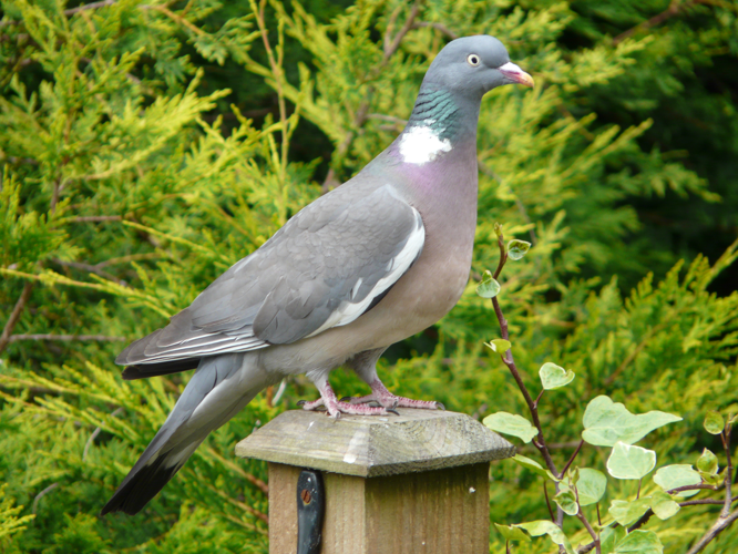 Columba palumbus -garden post-8.jpg © Tristan Ferne from UK