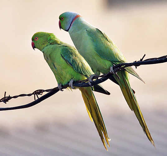 Rose-ringed Parakeets (Male & Female)- During Foreplay at Hodal I Picture 0034.jpg © J.M.Garg