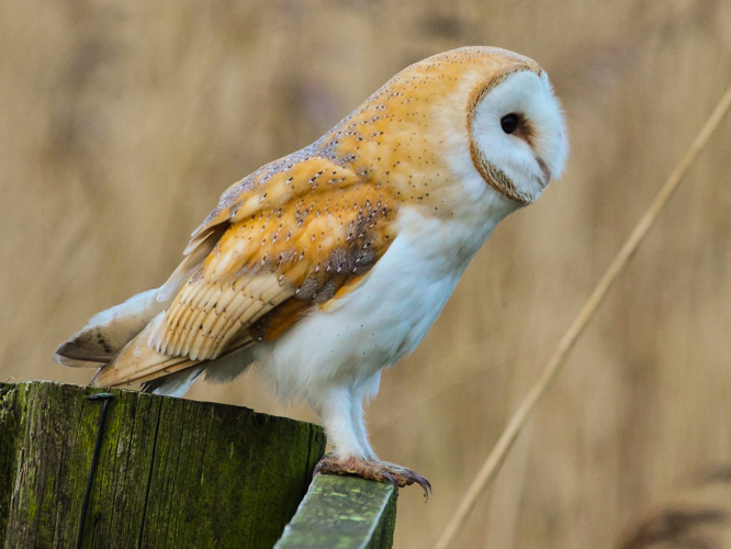 Tyto alba tylluan wen detail.jpg © User:Alun Williams333