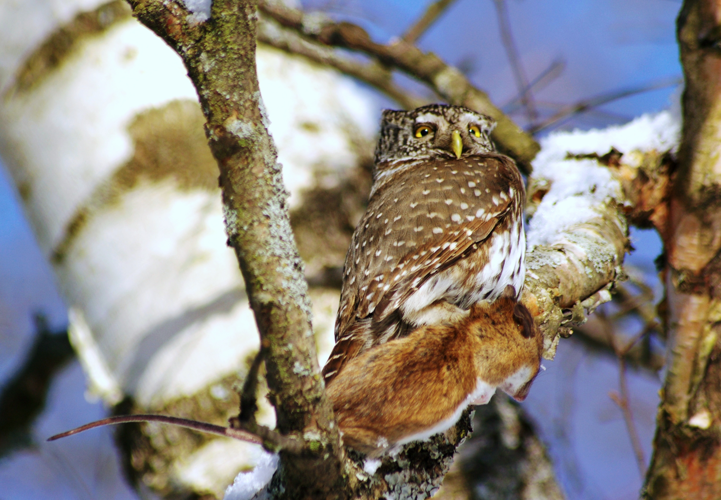 Värbkakk.JPG © Ovesiimsen