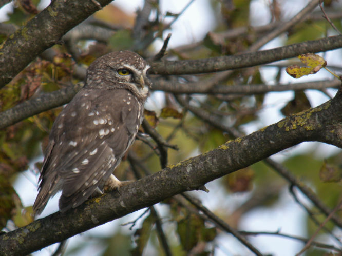 Athene noctua, Ambula, Montenegro 1.jpg © Frank Vassen from Brussels, Belgium