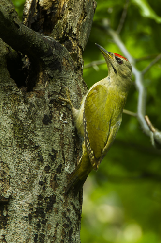 Grey-headed Woodpecker - Italy S4E5692.jpg © Francesco Veronesi from Italy