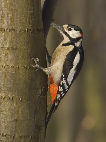 DendrocoposMajor.jpg © Sławomir Staszczuk (info [AT] photoss.net)