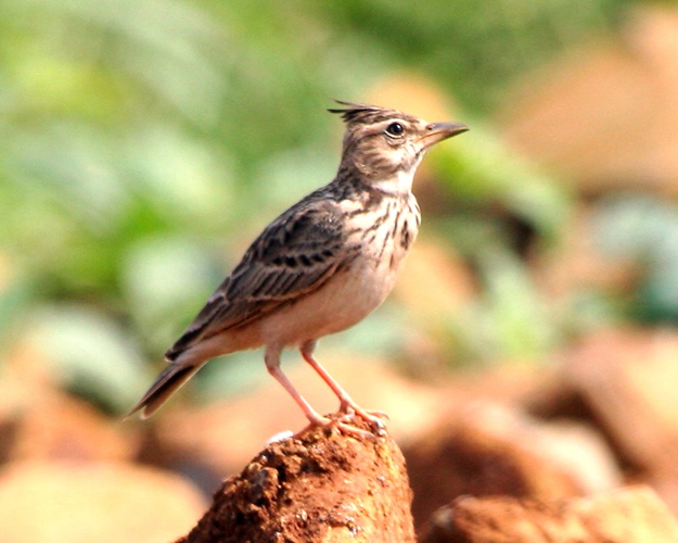 Crested Lark (Galerida cristata).jpg © Lip Kee Yap