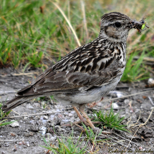 Lullula arborea (Rodrigo de Almeida).jpg © Rodrigo de Almeida from Marco de Canaveses, Portugal