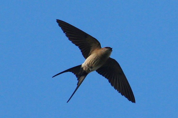 Hirundo daurica.jpg © Daniel Pettersson