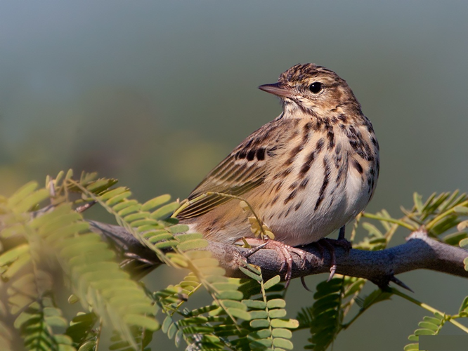Oriental Tree Pipit.jpg © Cks3976