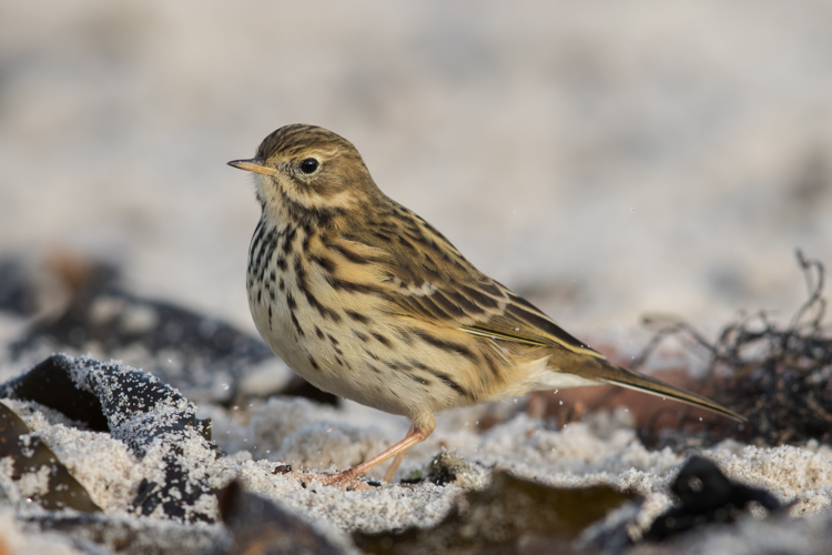 Wiesenpieper Meadow pipit.jpg © Andreas Trepte