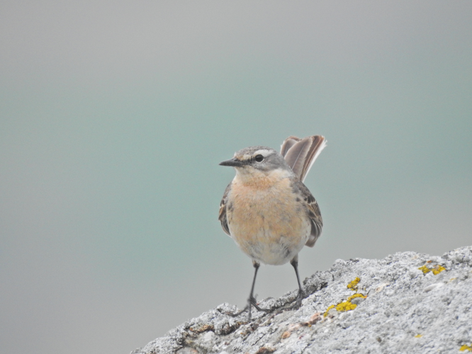 Anthus spinoletta (28965878508).jpg © xulescu_g
