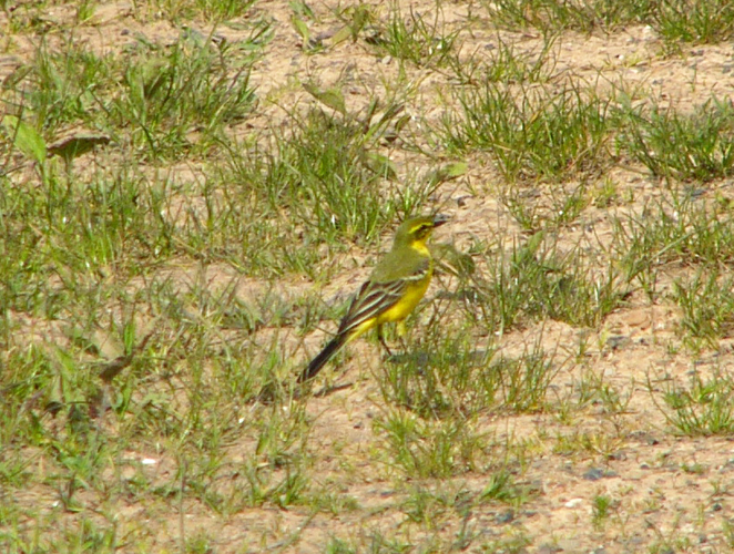 Motacilla flava flavissima.jpg © Andreas Trepte