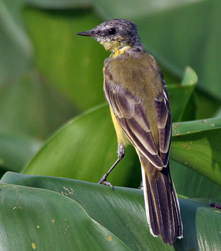 Yellow wagtail (Motacilla flava) at Kolkata I IMG 6091.jpg © J.M.Garg
