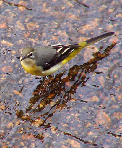 Grey Wagtail.jpg © User:Kclama