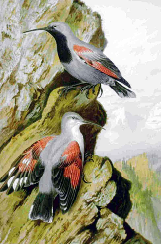 Tichodroma muraria NAUMANN.jpg © John feather