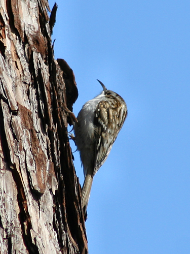 Certhia familiaris 01.jpg © Paweł Kuźniar (Jojo_1, Jojo)