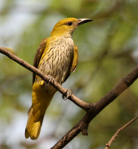 Eurasian Golden Oriole (Oriolus oriolus) W IMG 8217.jpg © J.M.Garg