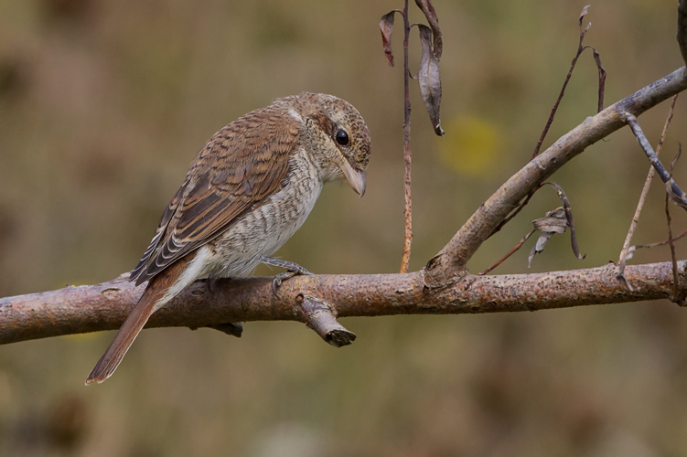 Red-backed Shrike (Lanius collurio).jpg © Pierre Dalous
